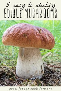 Identify Edible Mushrooms