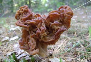 The 7 Weirdest Mushroom