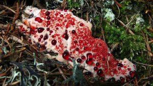 The 7 Weirdest Mushroom