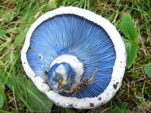 The 7 Weirdest Mushroom