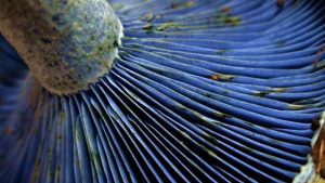 The 7 Weirdest Mushroom