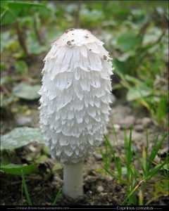 The 7 Weirdest Mushroom