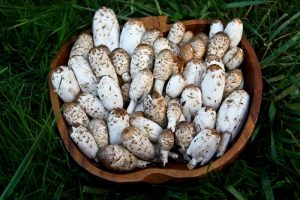 The 7 Weirdest Mushroom
