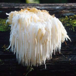 The 7 Weirdest Mushroom