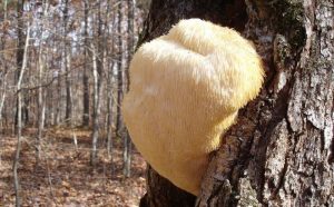 The 7 Weirdest Mushroom