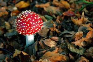 The 7 Weirdest Mushroom
