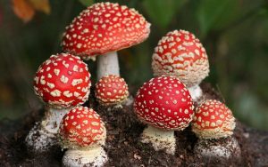 The 7 Weirdest Mushroom