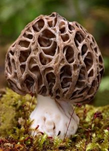 The 7 Weirdest Mushroom