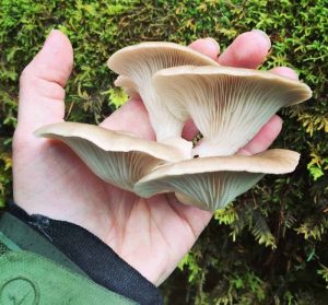 Identify Edible Mushrooms