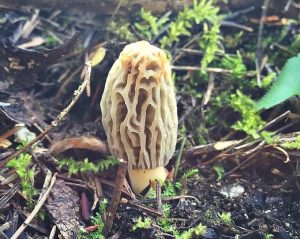 Identify Edible Mushrooms