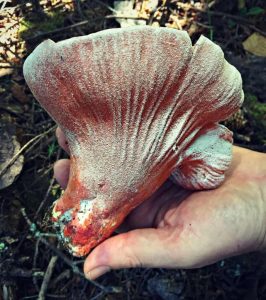 Identify Edible Mushrooms