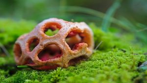 The 7 Weirdest Mushroom