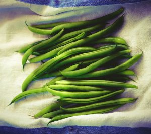 Bush Beans