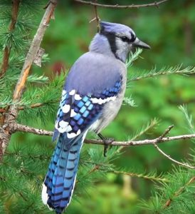 Blue Jay