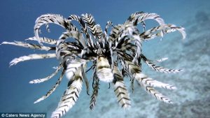 swimming feather star