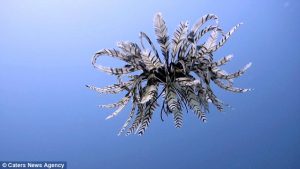 swimming feather star