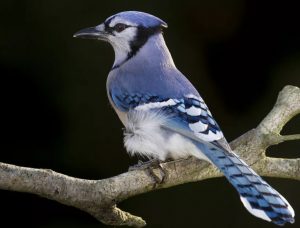 Blue Jay