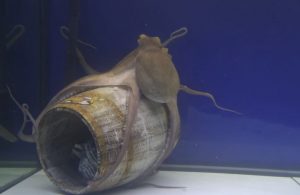 Curious Octopus Explores Different Surfaces