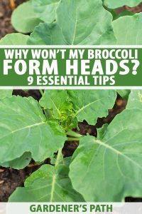 WHY WON’T MY BROCCOLI FORM HEADS