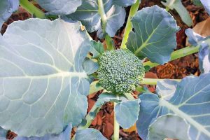 WHY WON’T MY BROCCOLI FORM HEADS