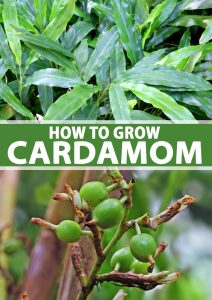 FLAVORFUL CARDAMOM