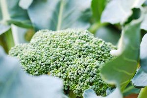 WHY WON’T MY BROCCOLI FORM HEADS