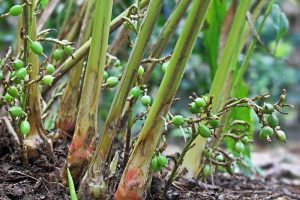 FLAVORFUL CARDAMOM