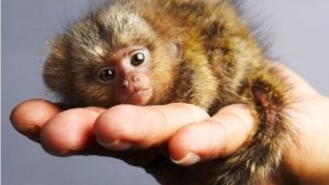 Pygmy Marmoset