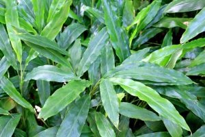 FLAVORFUL CARDAMOM