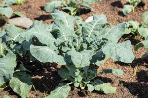 WHY WON’T MY BROCCOLI FORM HEADS