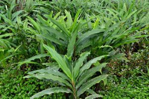 FLAVORFUL CARDAMOM