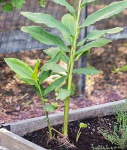 FLAVORFUL CARDAMOM