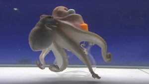 Octopus Intelligence Experiment