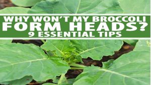 WHY WON’T MY BROCCOLI FORM HEADS