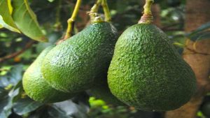 GROWING AVOCADOS