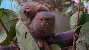 Pygmy Marmoset