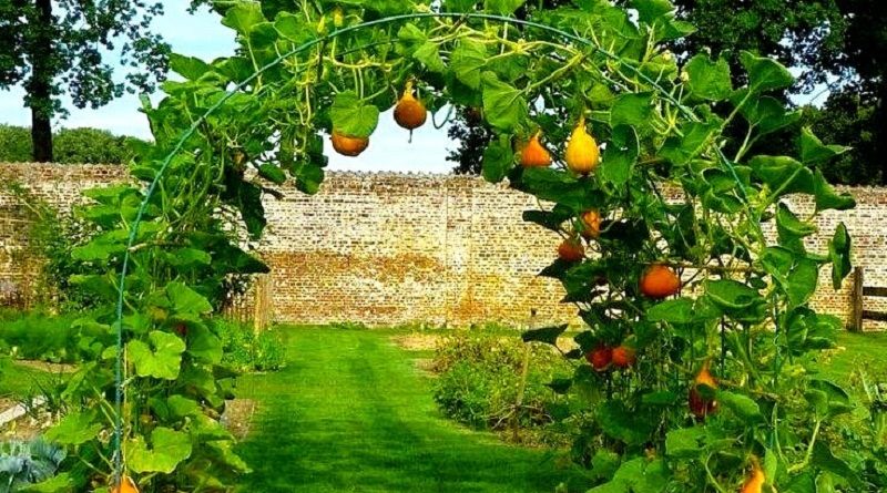 Build A Squash Arch