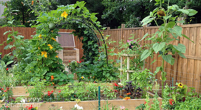 How To Build A Squash Arch For Your Garden