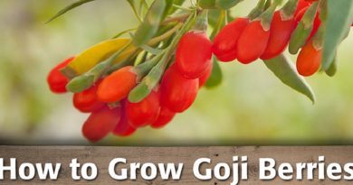 Goji Berry