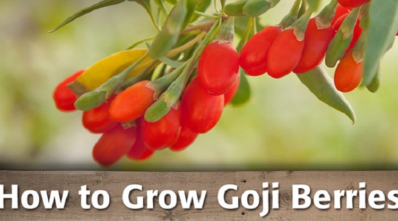 Goji Berry