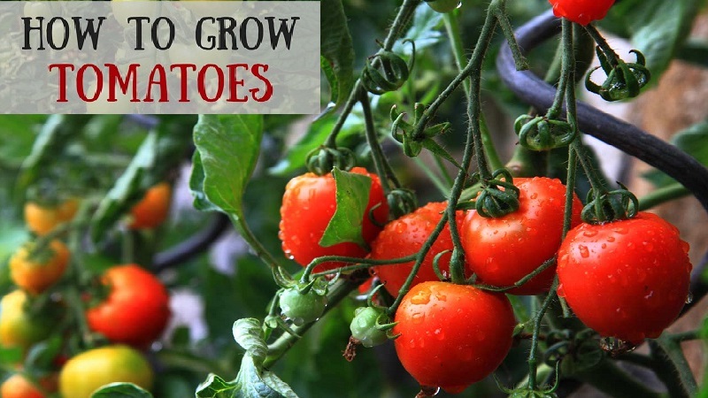 Tomatoes Tips for Growing Tomatoes – How to Grow Tomatoes