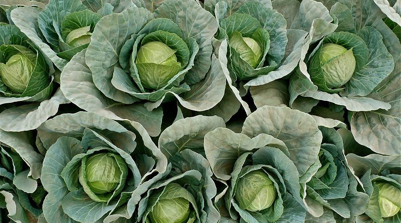 Cabbages