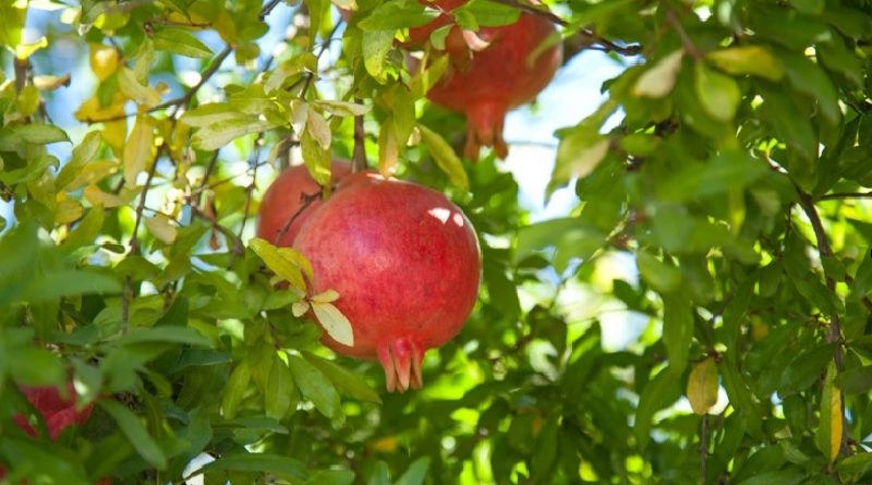 Pomegranate