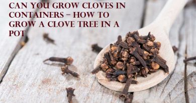 clove