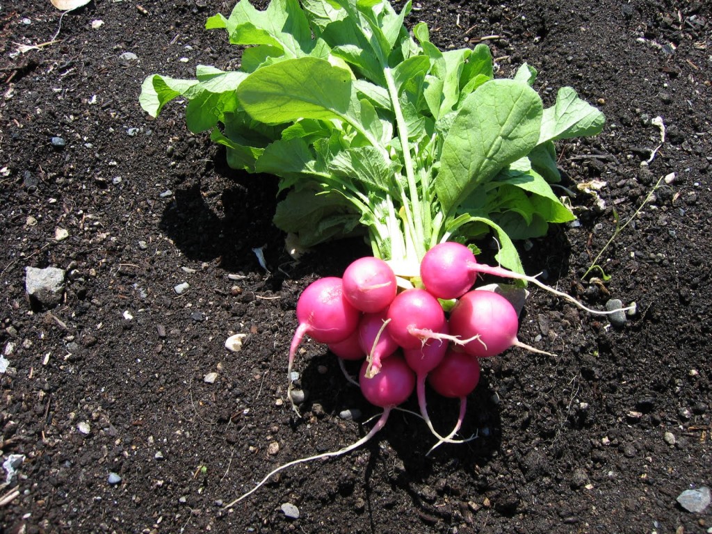 Radish Planting Tips – How To Plant Radish In The Garden