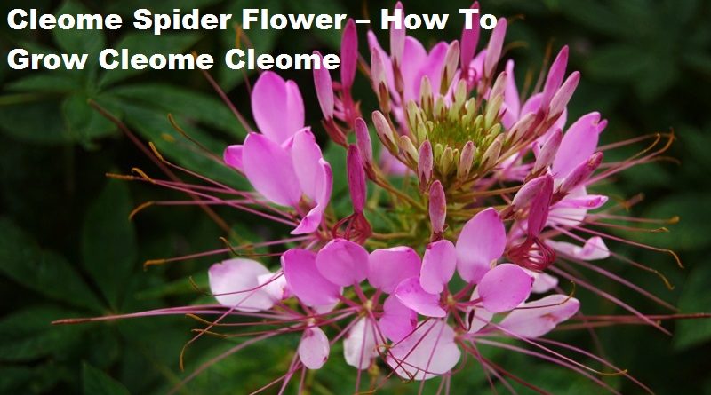 cleome