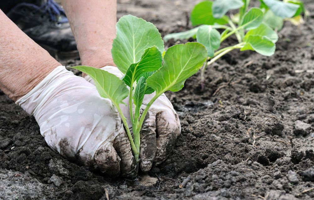 How To Grow Napa Cabbage In Pots Or In The Garden