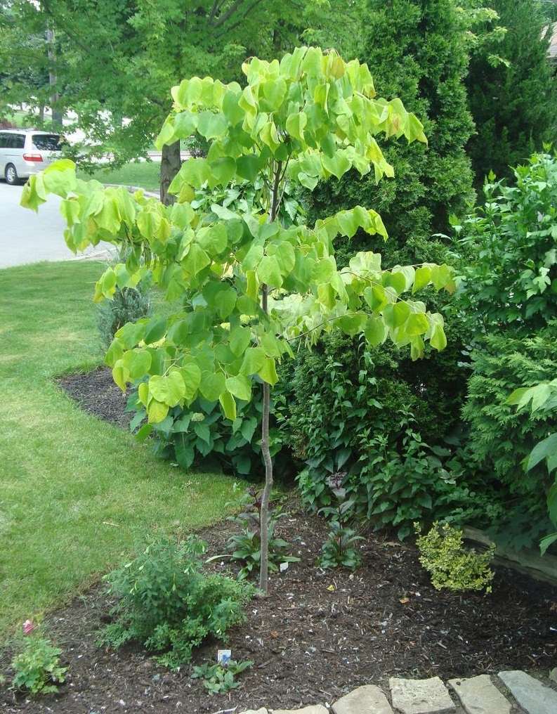 How to Grow and Propagate Redbud Trees-There аre deciduous trees