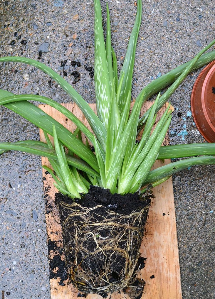 Can You Split An Aloe Plant Tips For Dividing Aloe Plants Aloe Vera 8332