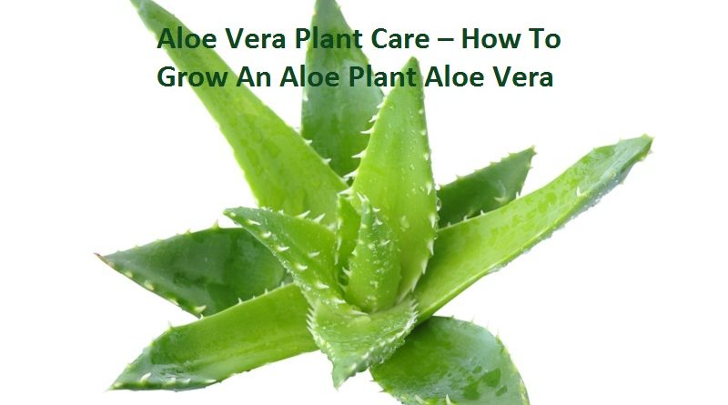 aloe vera